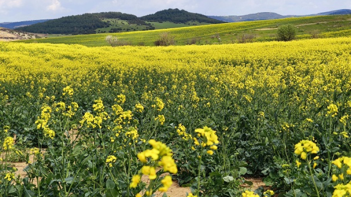 Trakya'nın 'sarı altın çiçeği' kanola tarlaları sarıya büründü