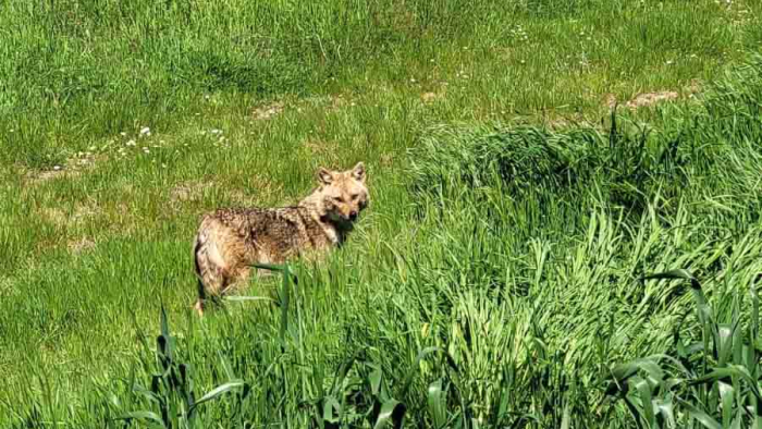 İpsala’da tarlada nesli tükenme tehdidindeki çakal görüntülendi