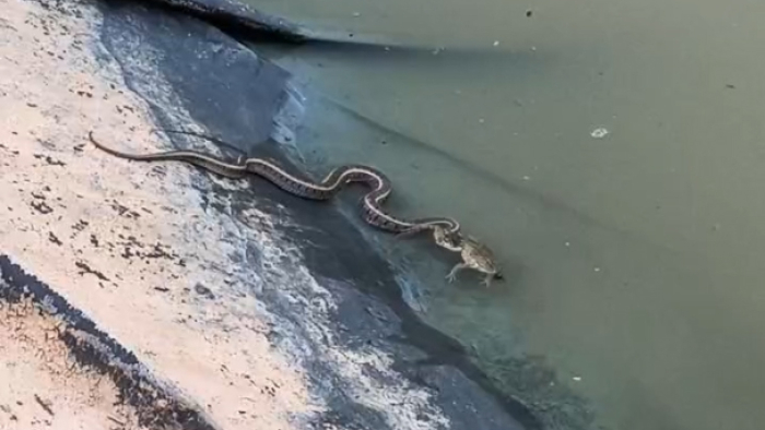 Su yılanının kurbağayı yemeye çalışırken ağzından kaçırması kamerada