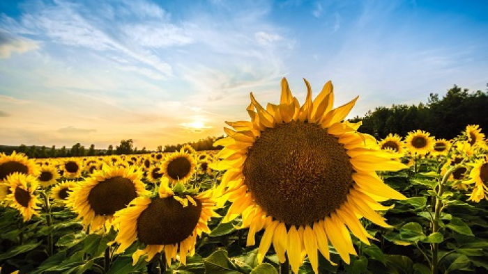 Trakya Birlik ayçiçeğinde ön alım fiyatını 37 bin TL olarak açıkladı