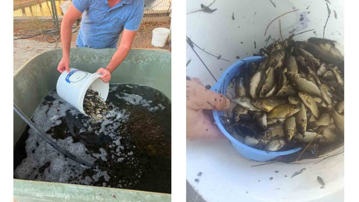 İpsala’da üretilen 603 bin 500 pullu sazan yavrusu, Tekirdağ’daki su kaynaklarına bırakılacak