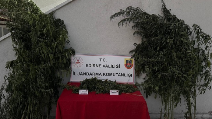Kamu arazisine ektiği Hint kenevirlerini sularken yakalandı