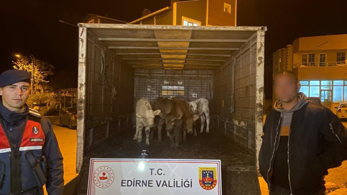 Enez'de çalınan 6 buzağıyı jandarma dron yardımıyla buldu