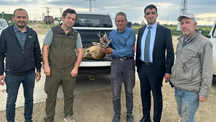 İpsala’da sulama kanalına düşen karacayı çiftçiler kurtardı