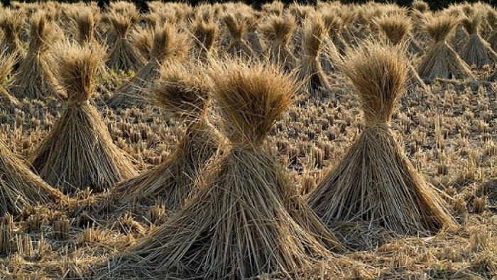 Çeltik saplarından yakıt üretilecek