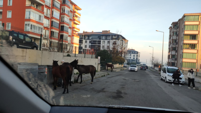 Keşan’da başıboş dolaşan atlar tehlike oluşturuyor