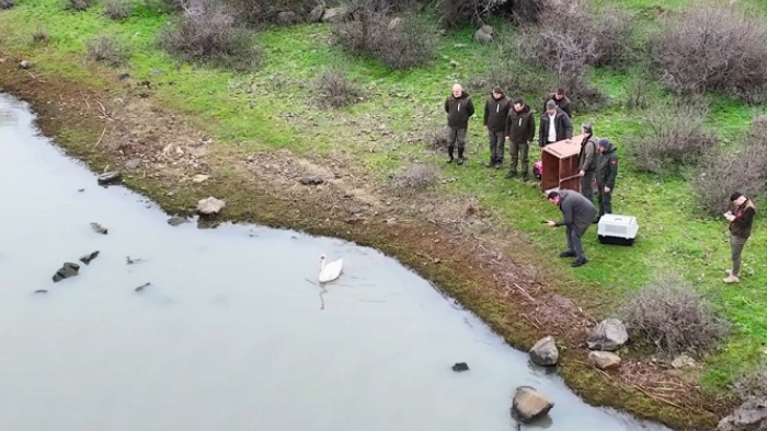 Ankara’da tedavisi tamamlanan kuğu, Enez’de doğaya bırakıldı