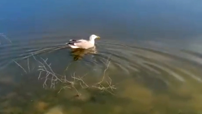 ‘Bulut’ isimli yaralı martı, tedavisinin ardından doğaya salındı