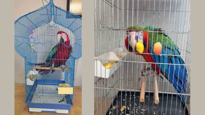 İpsala Sınır Kapısı’nda 3 macaw papağanı ele geçirildi