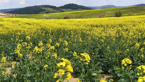 Trakya'nın 'sarı altın çiçeği' kanola tarlaları sarıya büründü
