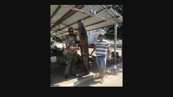 İpsala’da 80 kilo ağırlığında yayın balığı yakaladı