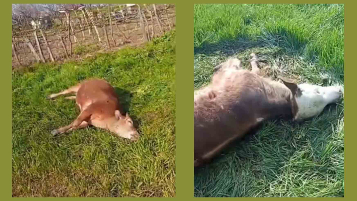 Tarlasına giren husumetlisinin danalarını av tüfeğiyle vurarak öldürdü